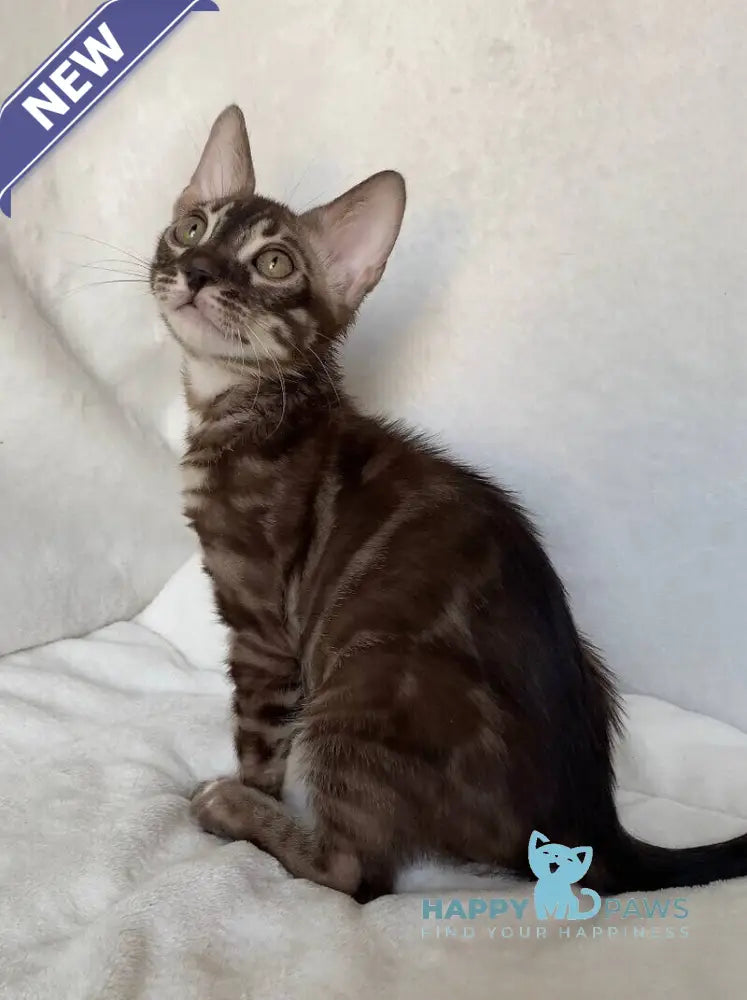 Gatito Bengal male black amber spotted tabby live animals