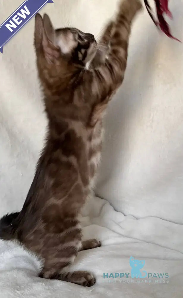 Gatito Bengal male black amber spotted tabby live animals