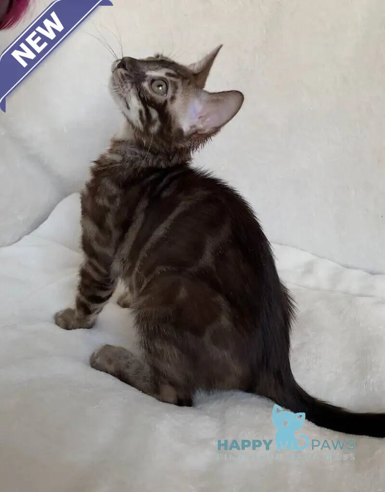 Gatito Bengal male black amber spotted tabby live animals