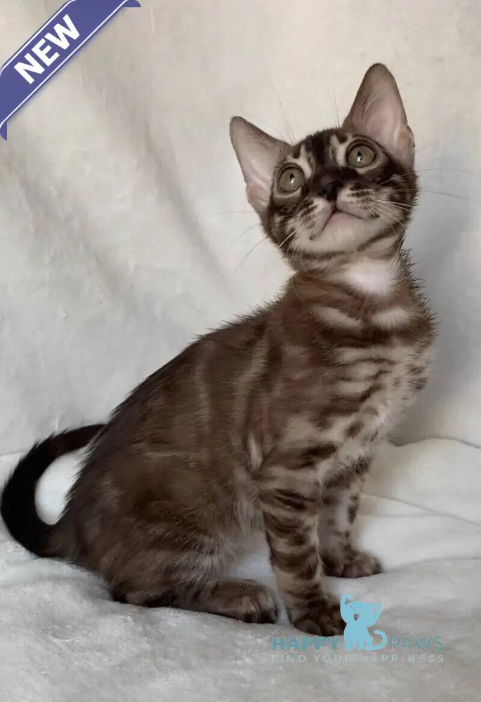 Gatito Bengal male black amber spotted tabby live animals