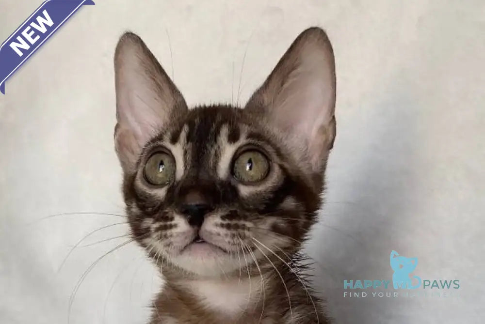 Gatito Bengal male black amber spotted tabby live animals