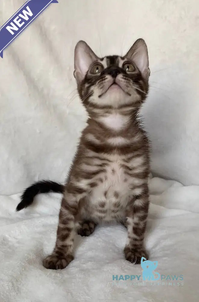 Gatito Bengal male black amber spotted tabby live animals