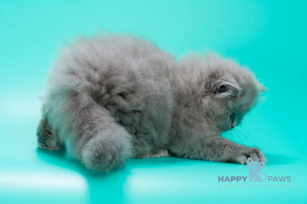 Gatsby British Longhair male blue live animals