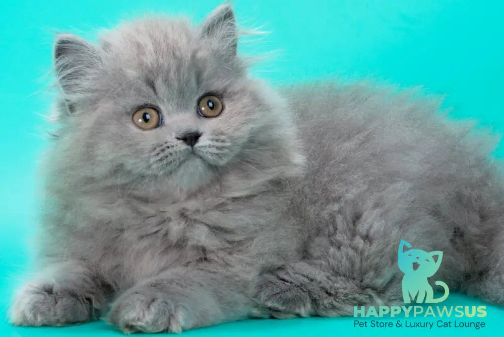 Gatsby British Longhair male blue live animals