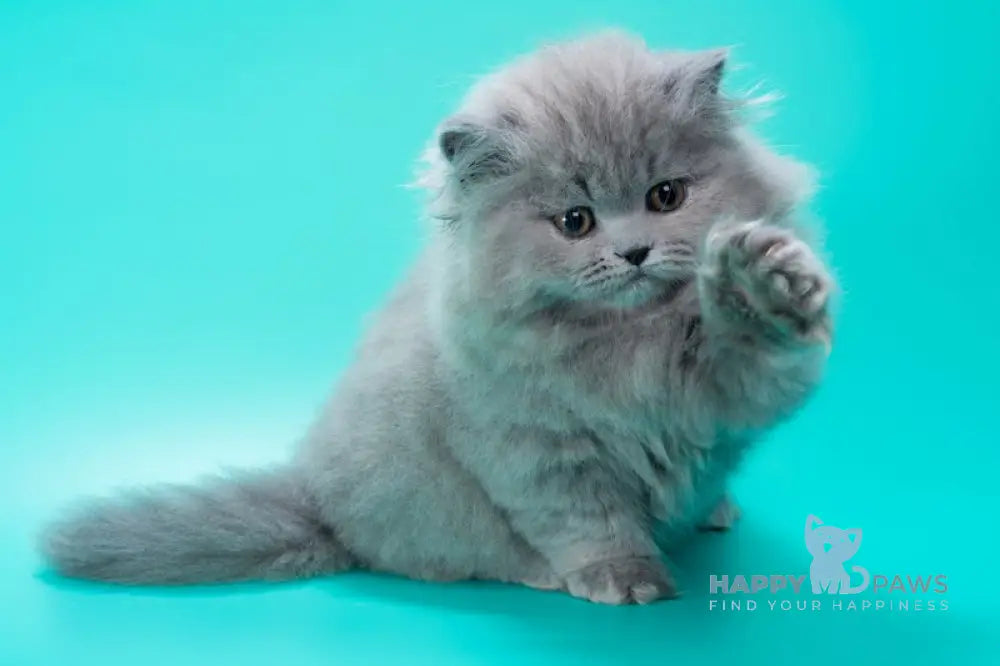 Gatsby British Longhair male blue live animals