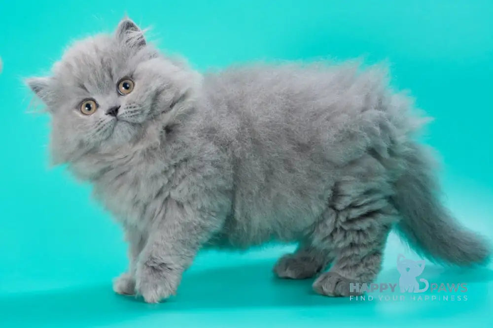 Gatsby British Longhair male blue live animals