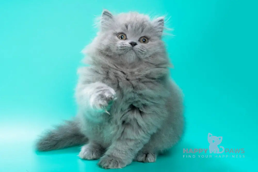 Gatsby British Longhair male blue live animals