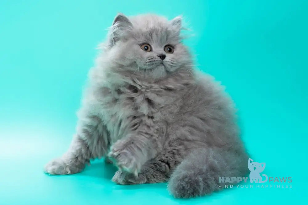 Gatsby British Longhair male blue live animals