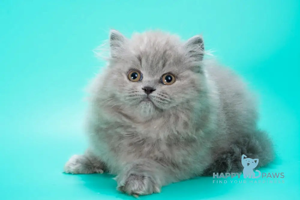 Gatsby British Longhair male blue live animals