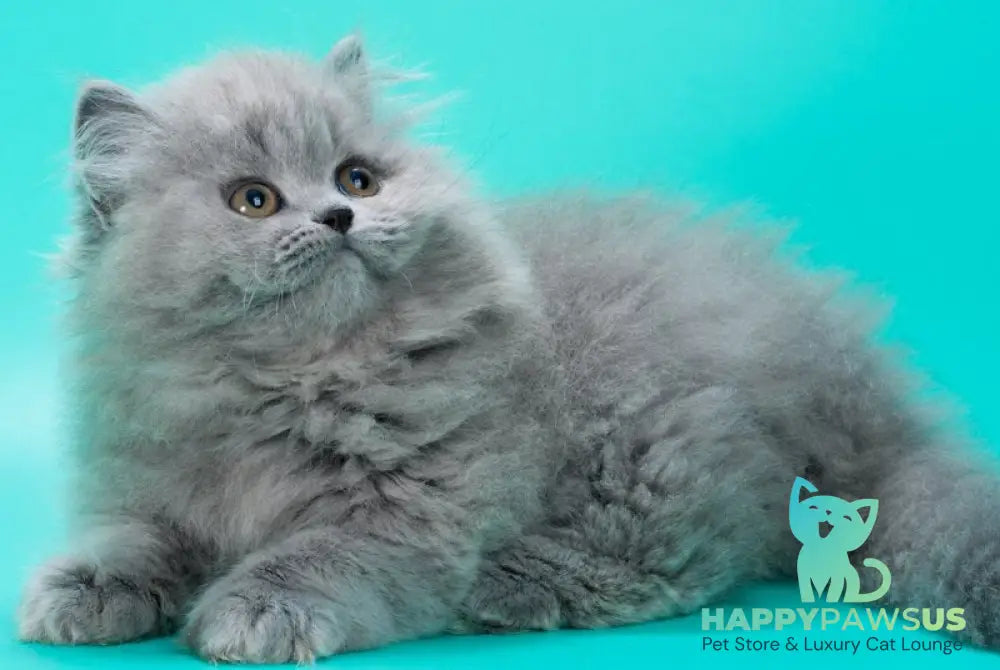 Gatsby British Longhair male blue live animals