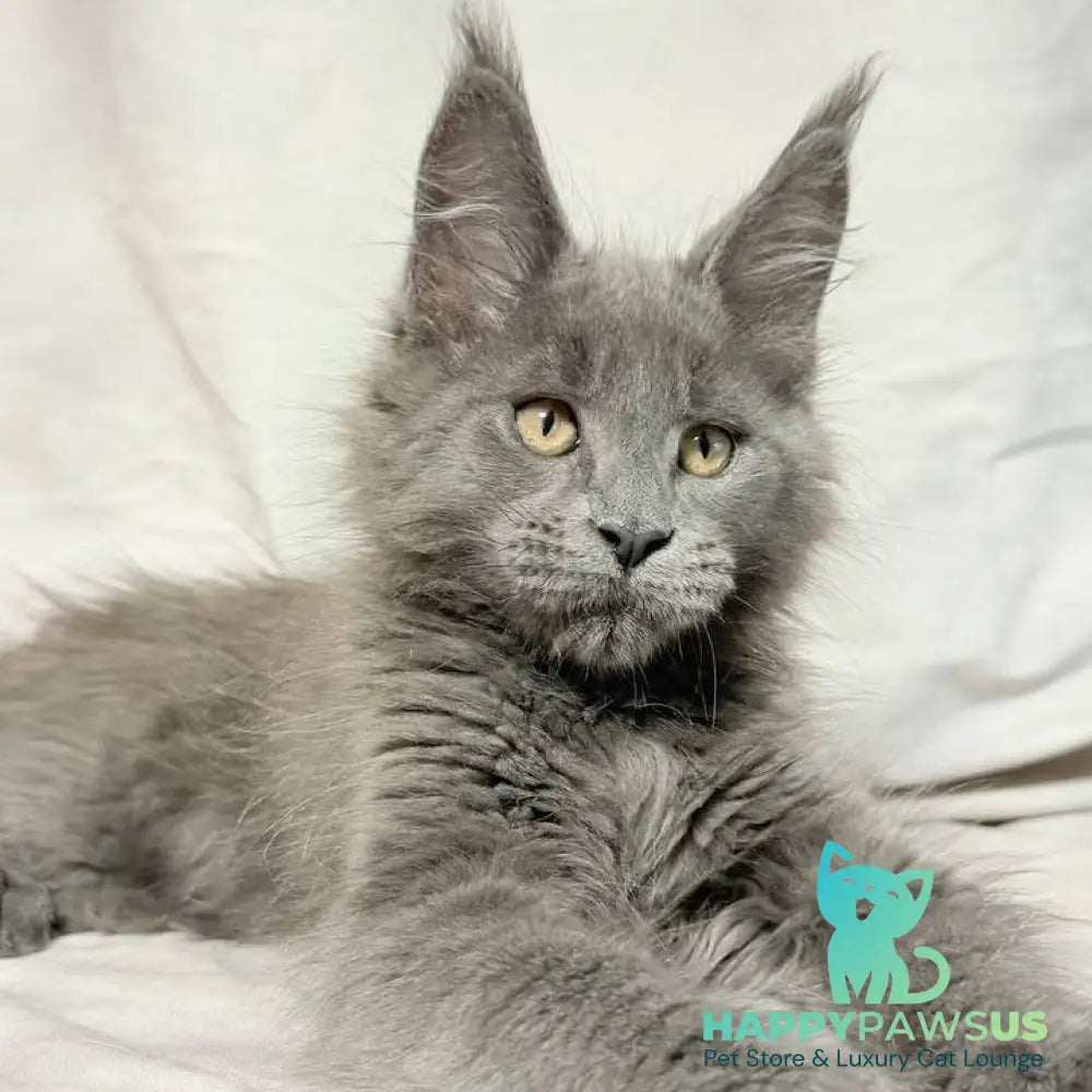 Gatsby Maine Coon male blue silver - live animals