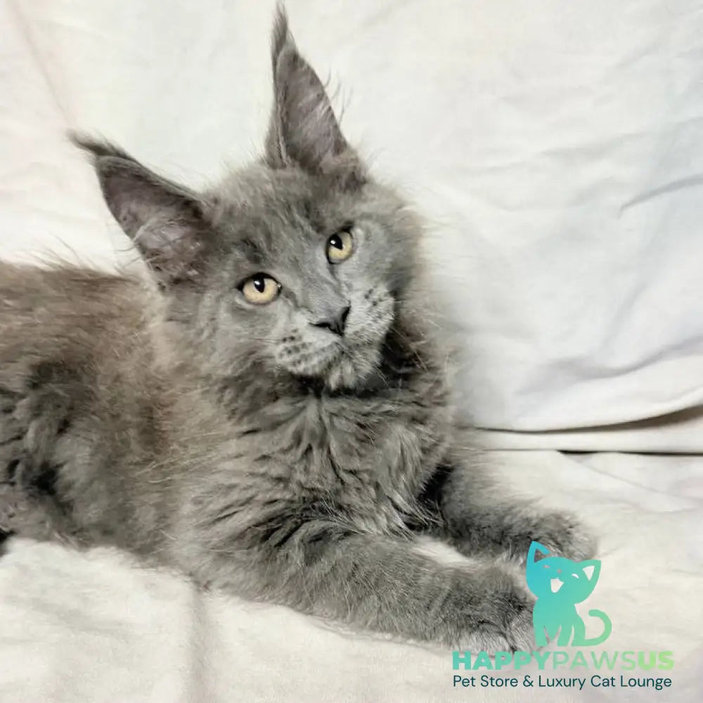 Gatsby Maine Coon male blue silver - live animals