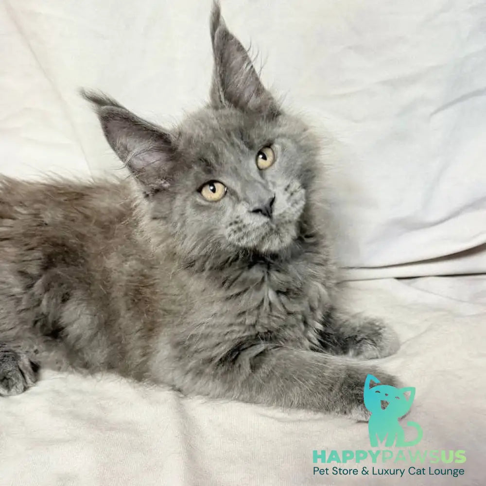 Gatsby Maine Coon male blue silver - live animals