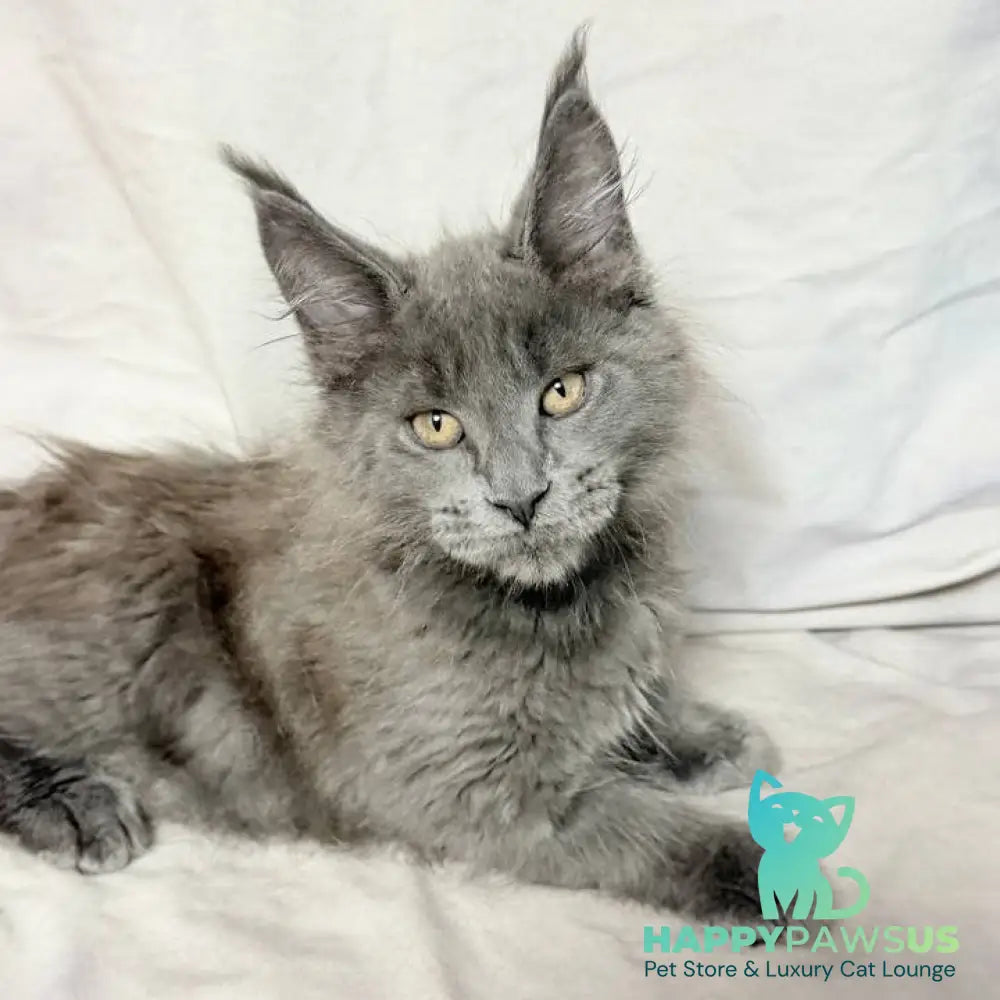 Gatsby Maine Coon male blue silver - live animals