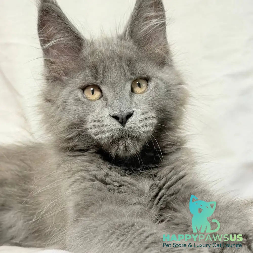 Gatsby Maine Coon male blue silver - live animals