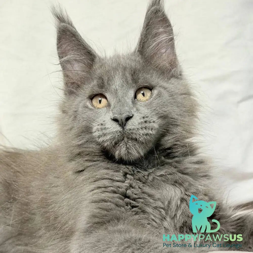 Gatsby Maine Coon male blue silver - live animals