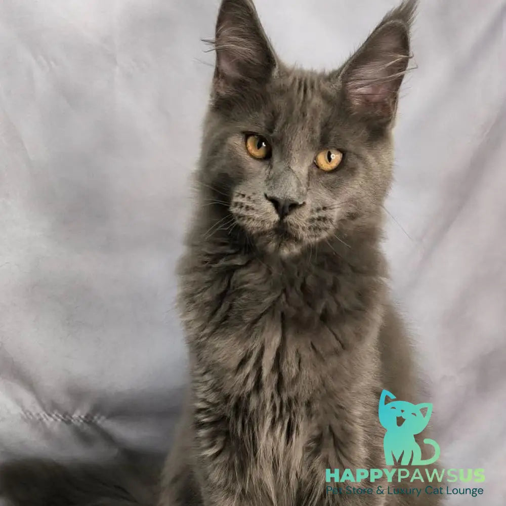 Gatsby Maine Coon male blue silver - live animals