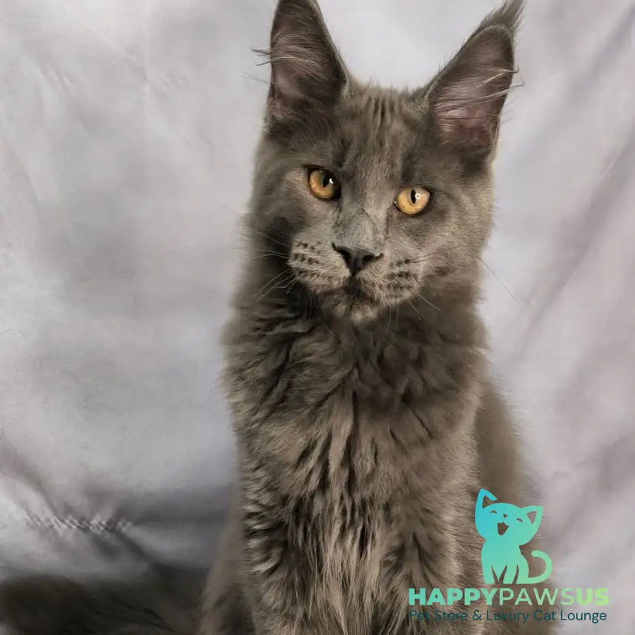 Gatsby Maine Coon male blue silver - live animals