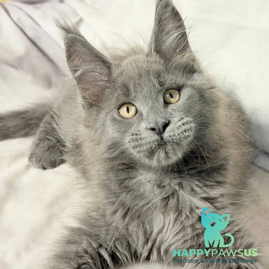 Gatsby Maine Coon male blue silver - live animals