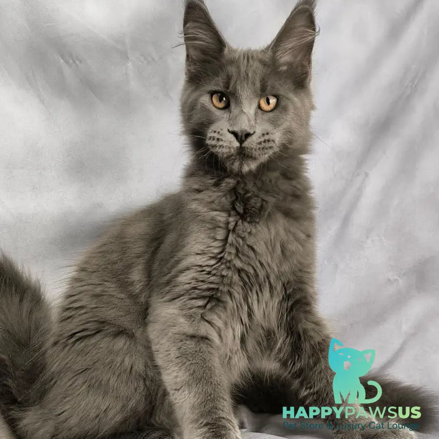 Gatsby Maine Coon male blue silver - live animals