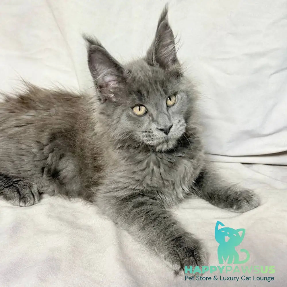 Gatsby Maine Coon male blue silver - live animals