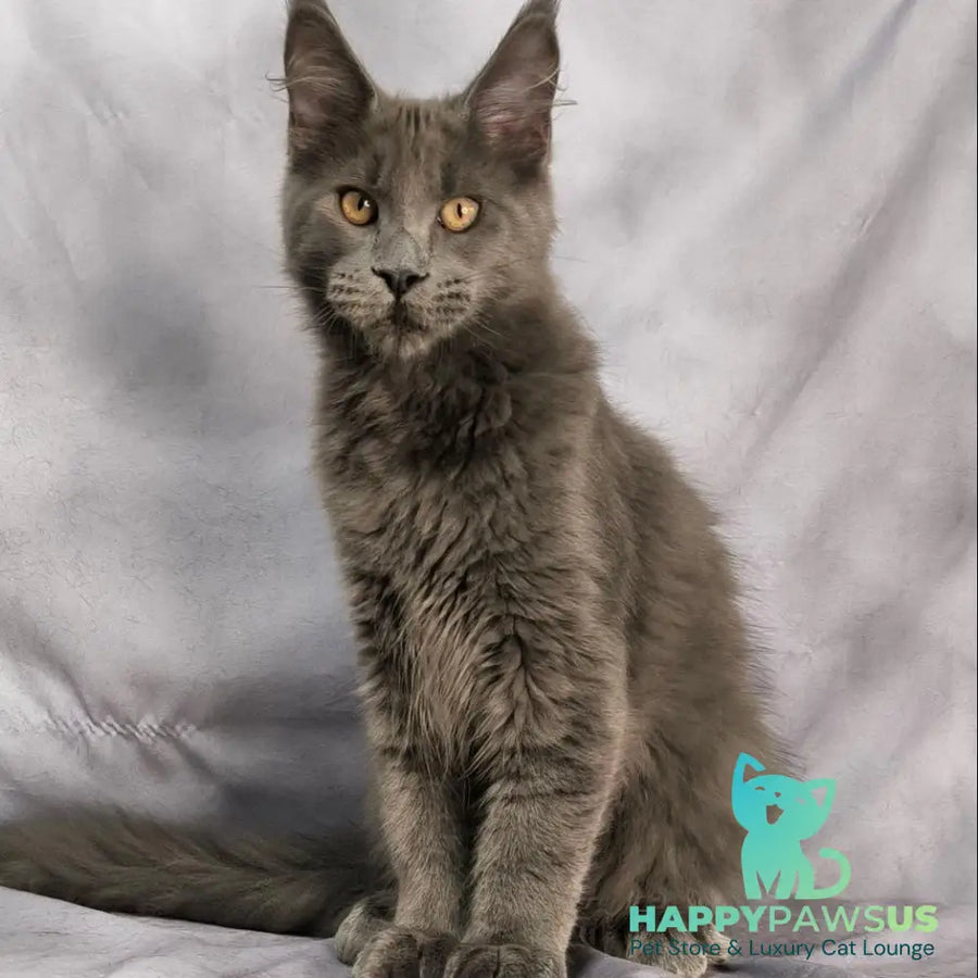Gatsby Maine Coon male blue silver - live animals