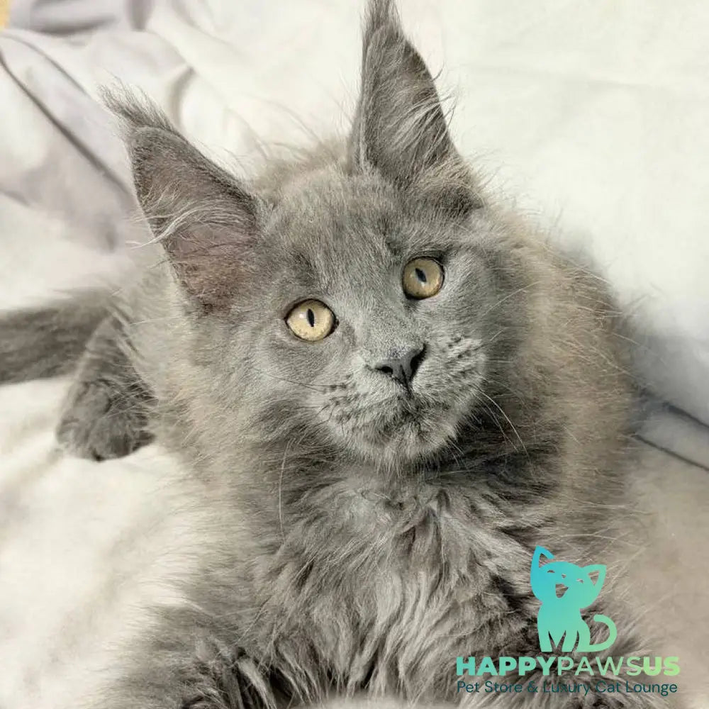 Gatsby Maine Coon male blue silver - live animals