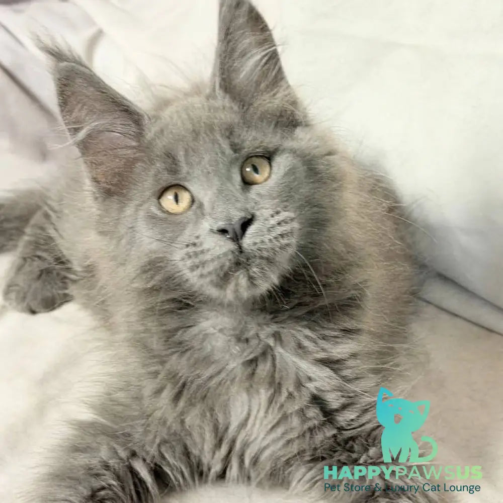Gatsby Maine Coon male blue silver - live animals