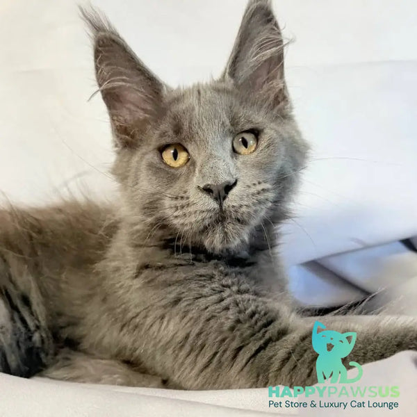 Gatsby Maine Coon male blue silver - live animals