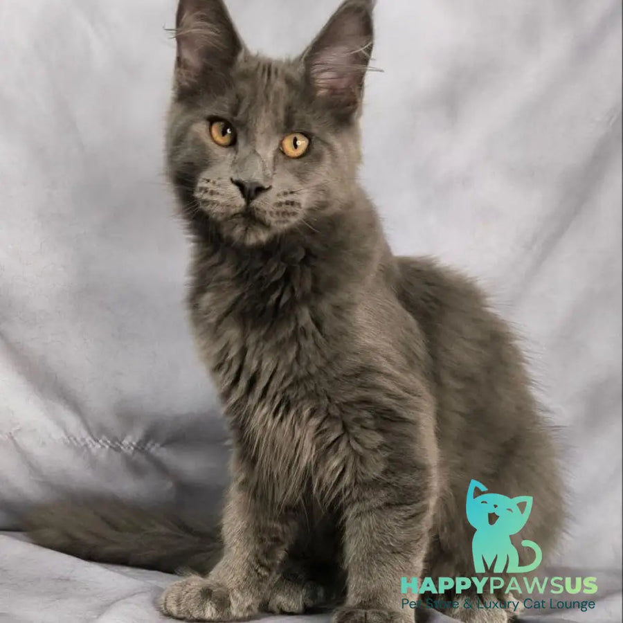 Gatsby Maine Coon male blue silver - live animals