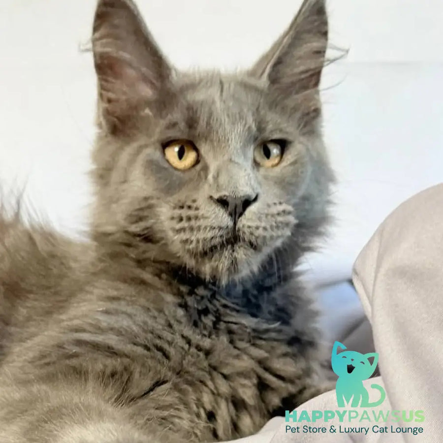 Gatsby Maine Coon male blue silver - live animals
