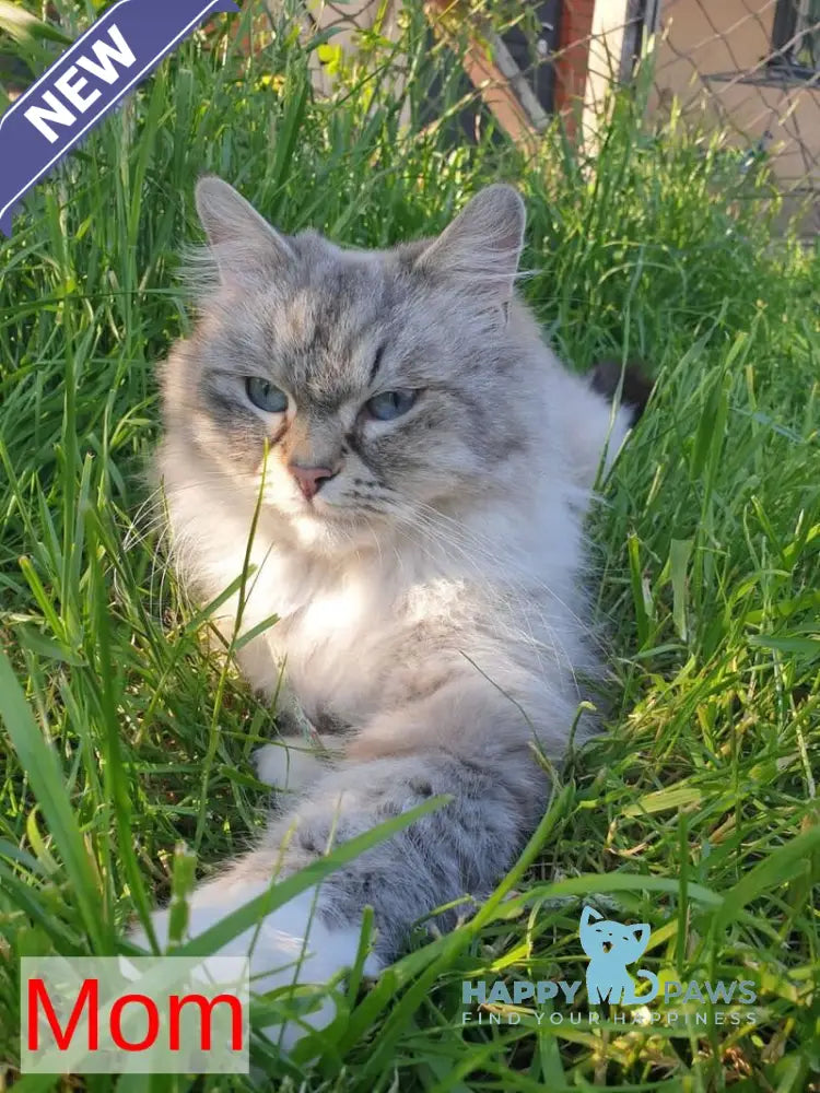 Gatsby Neva Masquerade male blue tabby pointed live animals