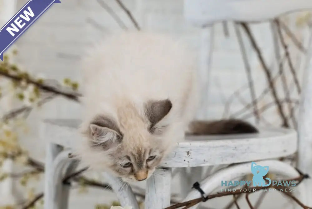 Gatsby Neva Masquerade male blue tabby pointed live animals