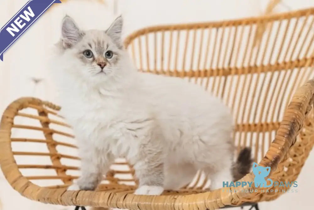 Gatsby Neva Masquerade male blue tabby pointed live animals