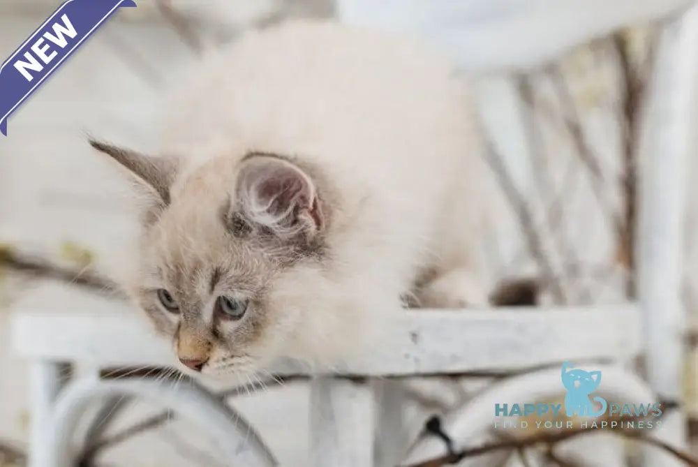 Gatsby Neva Masquerade male blue tabby pointed live animals