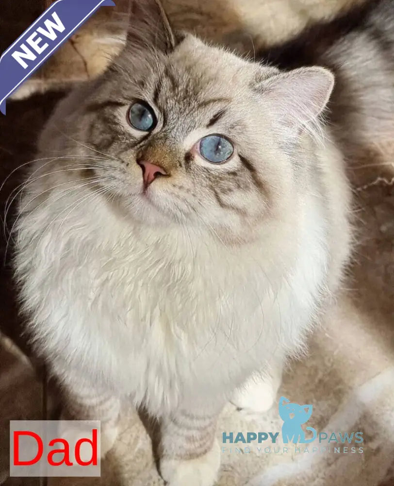 Gatsby Neva Masquerade male blue tabby pointed live animals