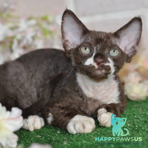 Gavrila Devon Rex male chocolate bicolour - live animals