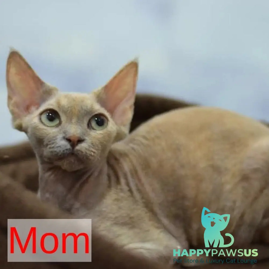 Gavrila Devon Rex male chocolate bicolour - live animals