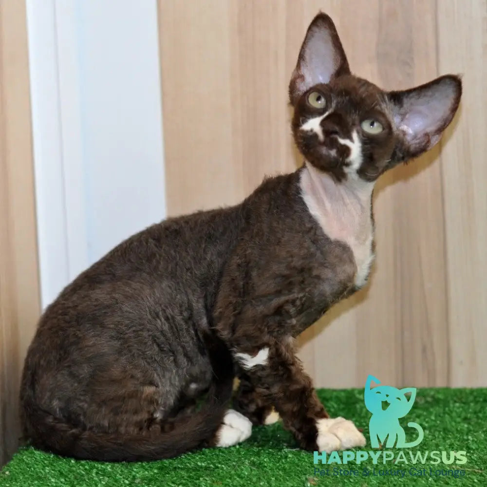 Gavrila Devon Rex male chocolate bicolour - live animals