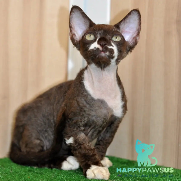 Gavrila Devon Rex male chocolate bicolour - live animals