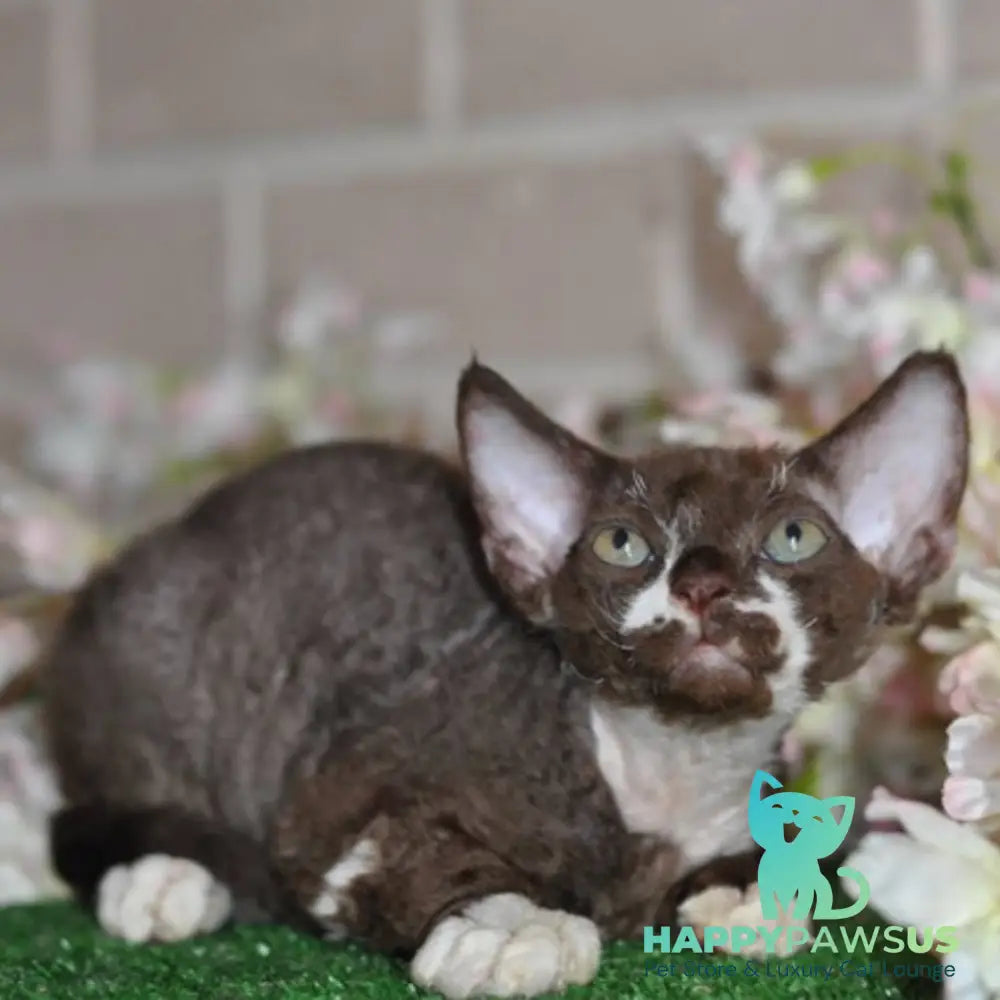 Gavrila Devon Rex male chocolate bicolour - live animals