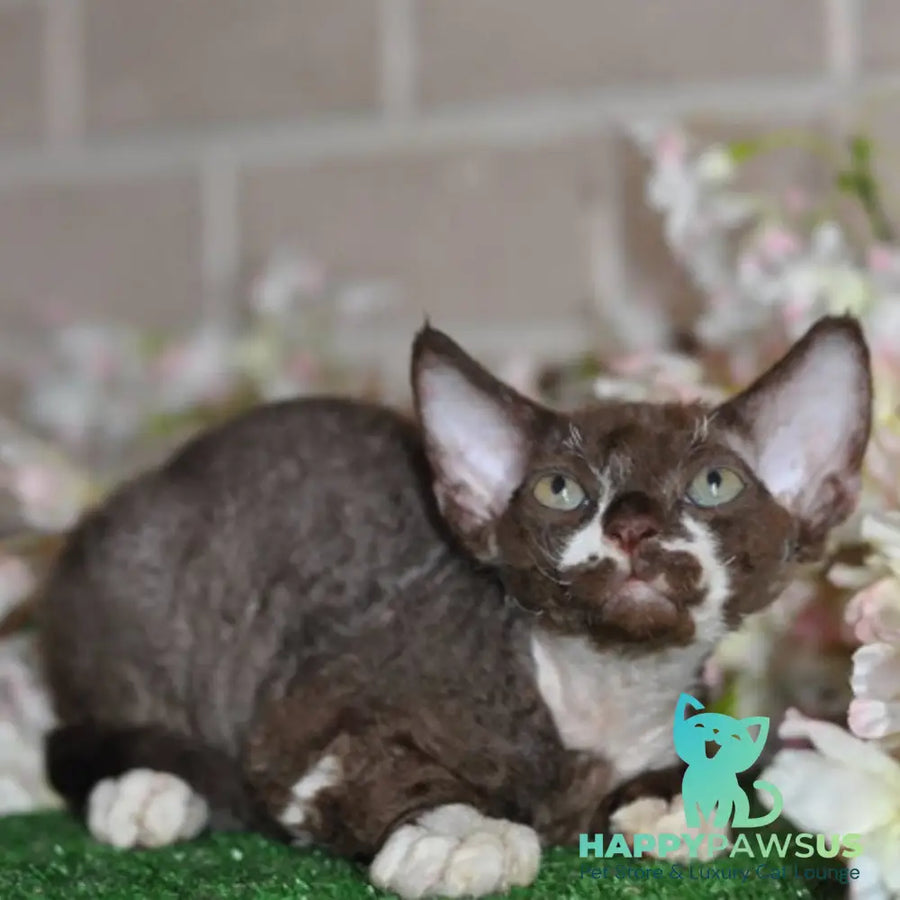Gavrila Devon Rex male chocolate bicolour - live animals