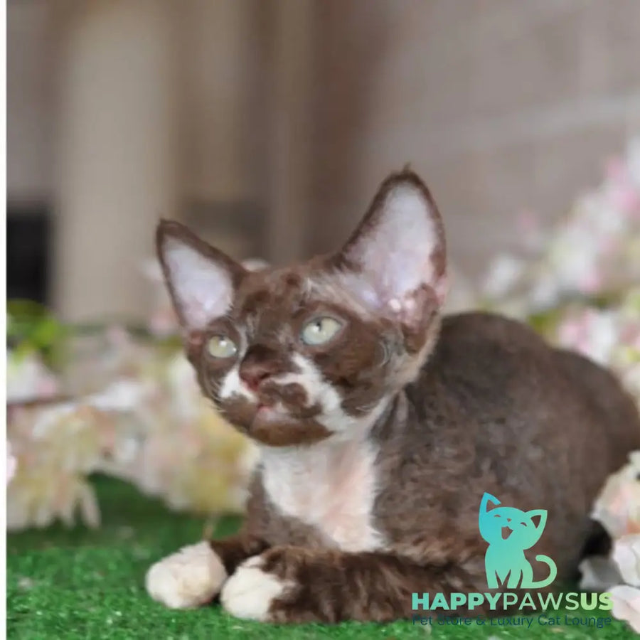 Gavrila Devon Rex male chocolate bicolour - live animals