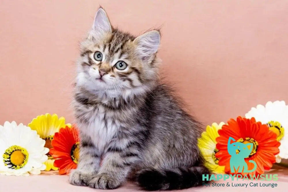 Gavrosh Siberian male black spotted tabby - live animals