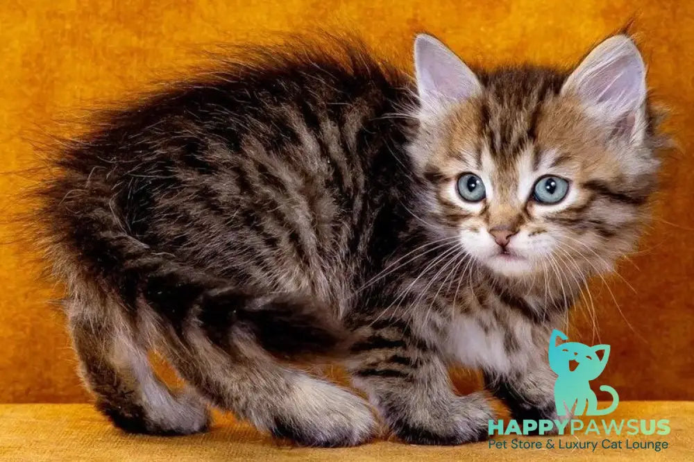 Gavrosh Siberian male black spotted tabby - live animals