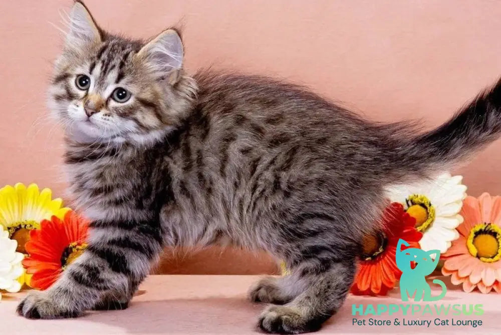 Gavrosh Siberian male black spotted tabby - live animals