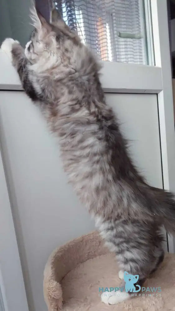 Geisha Maine Coon female black silver with white tabby live animals