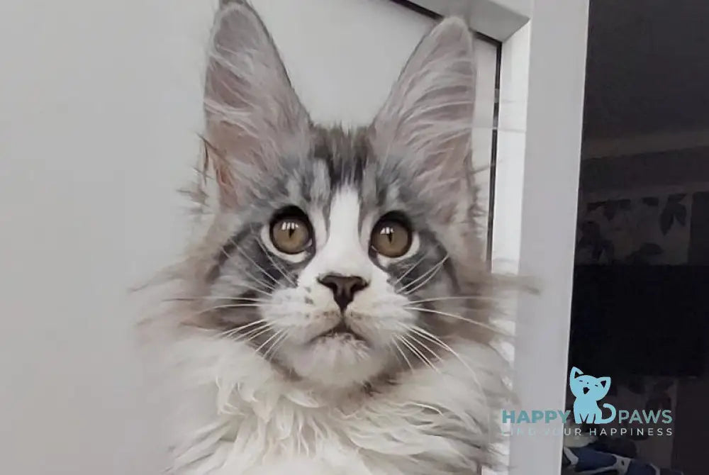 Geisha Maine Coon female black silver with white tabby live animals