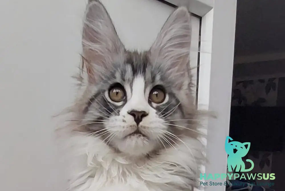 Geisha Maine Coon female black silver with white tabby live animals