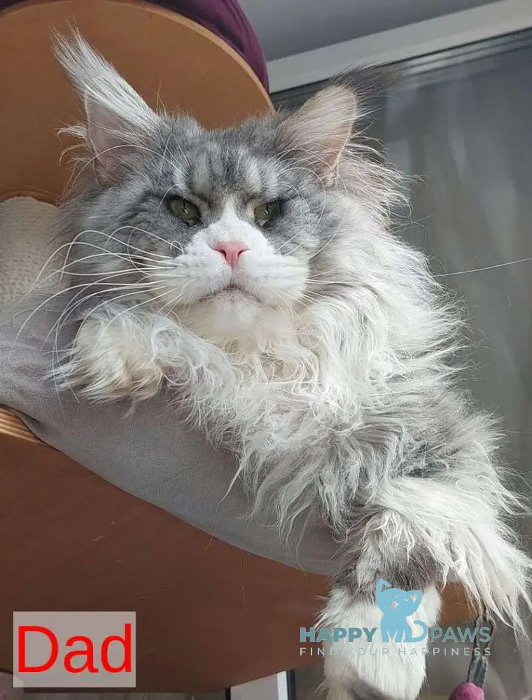 Geisha Maine Coon female black silver with white tabby live animals